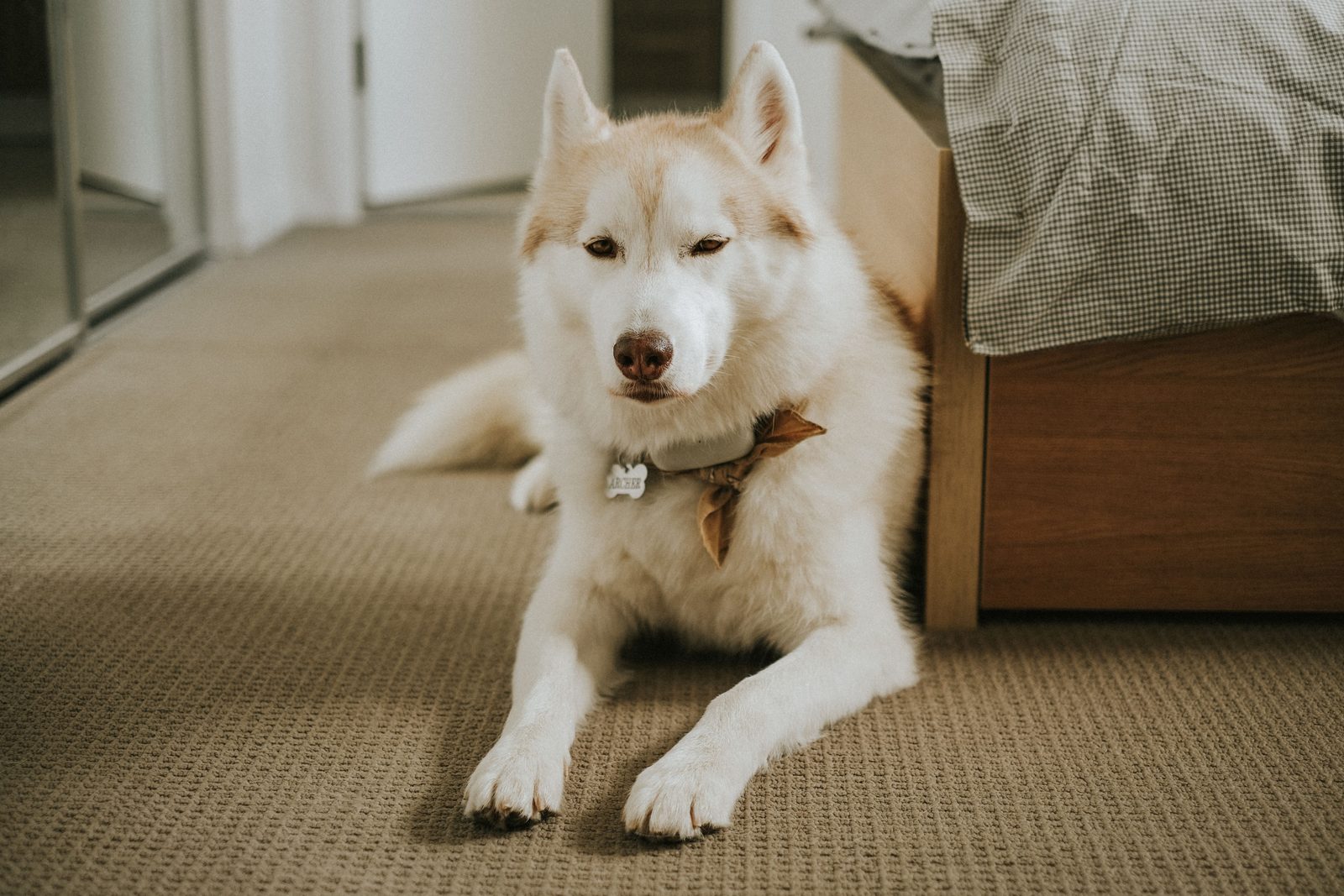 What Pet Urine Actually Does to Carpet and Padding
